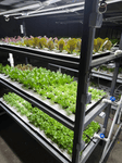 Microgreen Uzbekistan